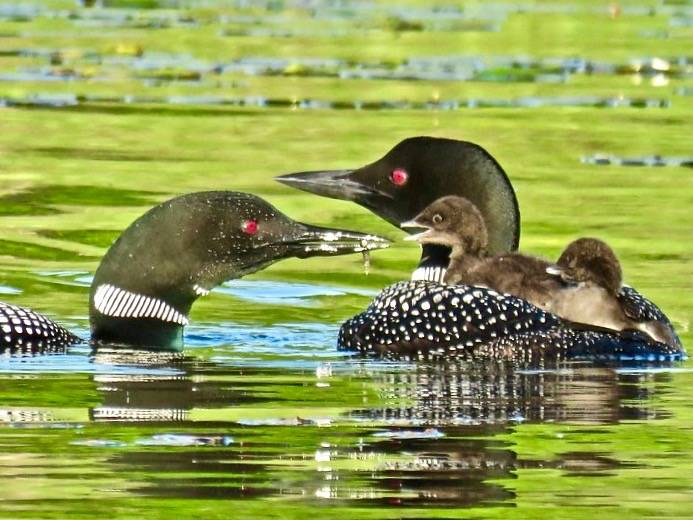 Y4-M07 Northstar Lake Common Loon Chicks 08b Feeding by Rich Hoeg is licensed under CC BY-NC-ND 2.0